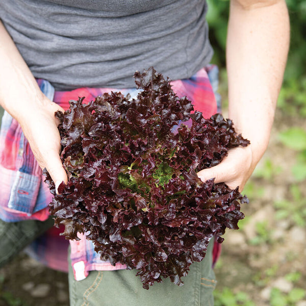 Lettuce Red Fire F-1 Seeds