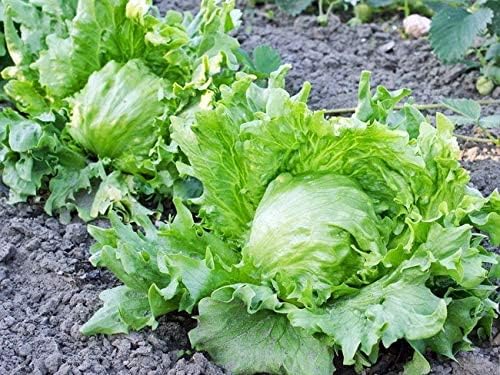 Iceberg Lettuce Seeds