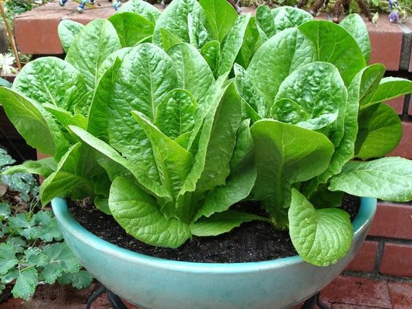 Iceberg Lettuce Seeds