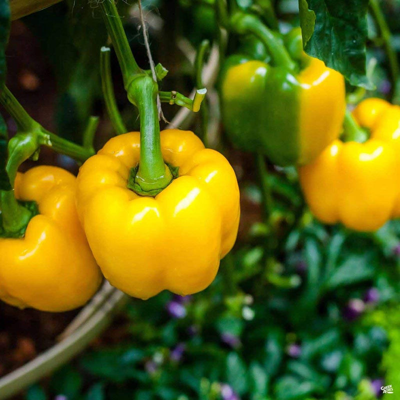 Capsicum Yellow F-1 Seeds