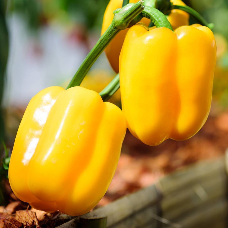 Capsicum Yellow F-1 Seeds