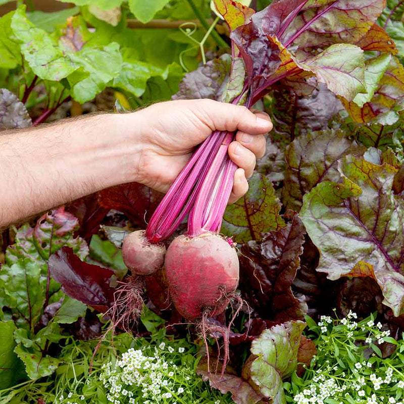 Beetroot Microgreen Seeds