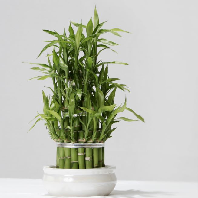 Lucky Bamboo Plant Decor - waseeh.com