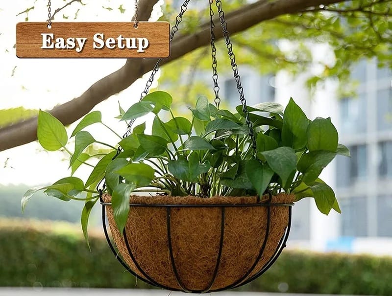 Money Plant Coconut Hanging Basket Decor - waseeh.com