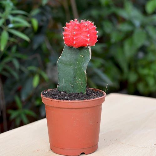 Cactus Original Plant Decor - waseeh.com