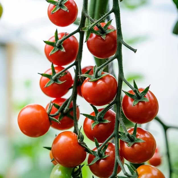 Cheery Tomato Seeds Packet