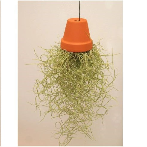 Air Plant Earthen Decor - waseeh.com