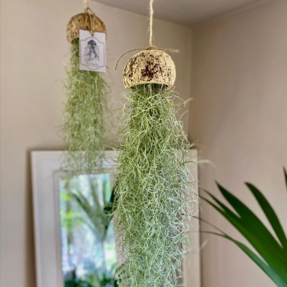 Air Plant Earthen Decor - waseeh.com