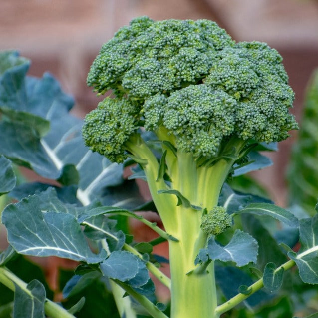 Broccoli Seeds Packet