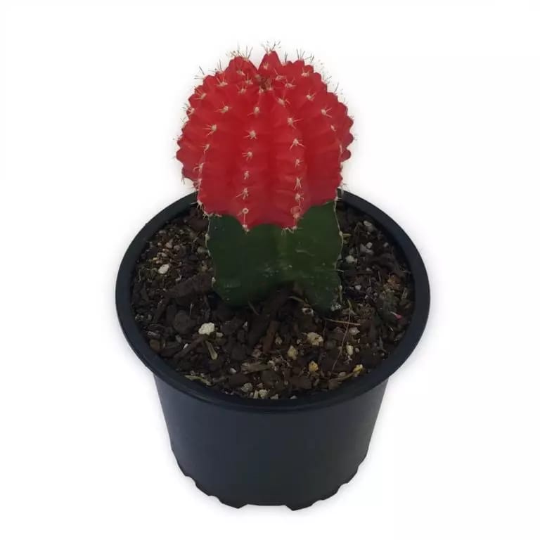 Cactus Original Plant Decor - waseeh.com