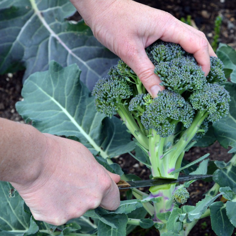 Broccoli Seeds Packet