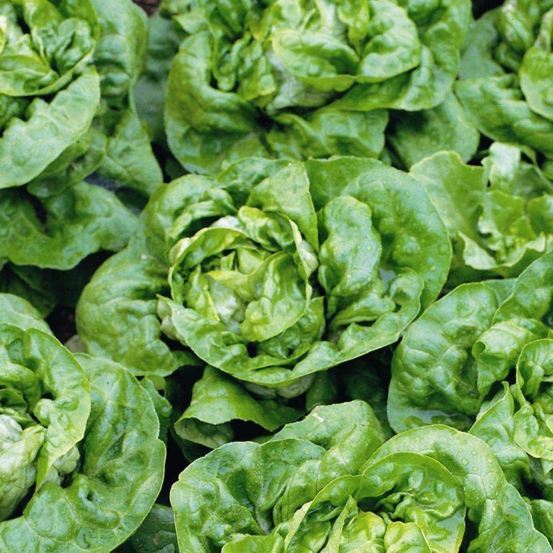 Iceberg Lettuce Seeds